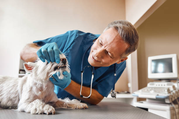 Best Weekend Emergency Dental Services in West Wood, UT